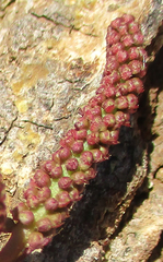 Senegalia nigrescens
