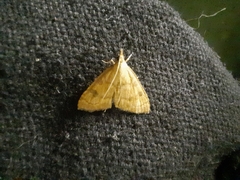 Udea fulvalis