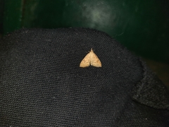 Udea fulvalis
