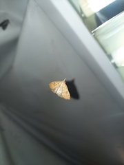 Udea fulvalis