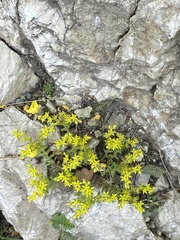 Sedum annuum