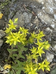 Sedum annuum