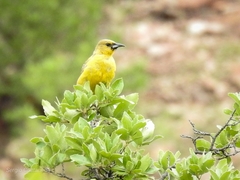 Icterus wagleri