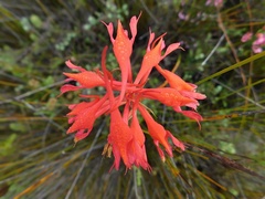 Disa ferruginea