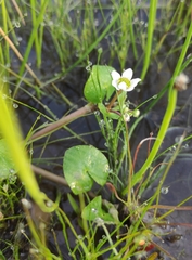 Caltha natans