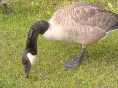 Branta canadensis
