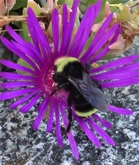 Bombus vosnesenskii