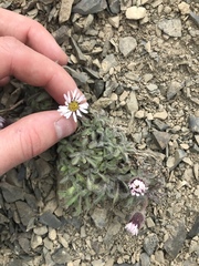 Erigeron denalii