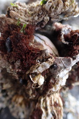 Semibalanus cariosus