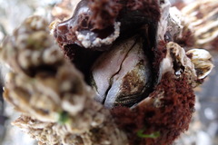 Semibalanus cariosus