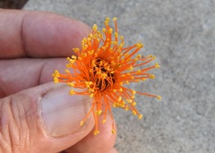 Eucalyptus miniata