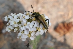Lepturobosca