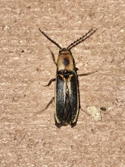 Megapenthes limbalis