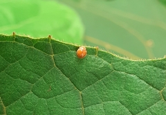 Chrysomelidae