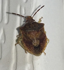 Dendrocoris