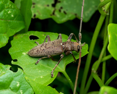 Acalolepta rusticatrix