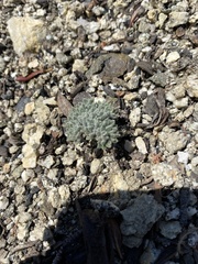 Oreonana vestita