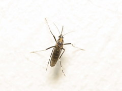 Aedes berlandi