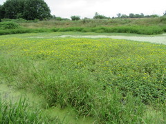 Ludwigia peploides glabrescens