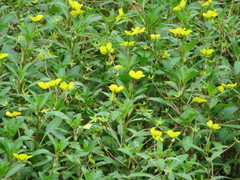 Ludwigia peploides glabrescens