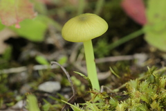 Entoloma incanum