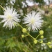 Mimosa bimucronata - Photo (c) laughingthrush, osa oikeuksista pidätetään (CC BY-NC)