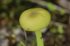 Entoloma incanum