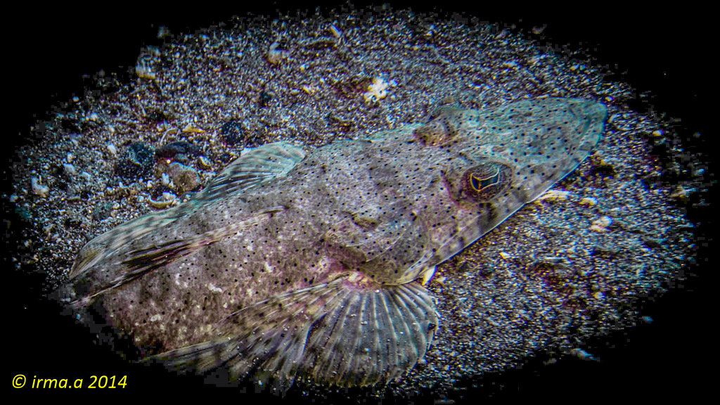 Spotted flathead