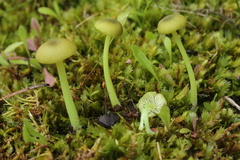 Entoloma incanum