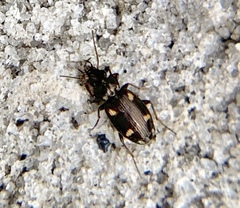 Tetragonoderus laevigatus