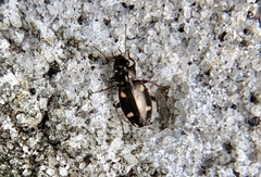 Tetragonoderus laevigatus