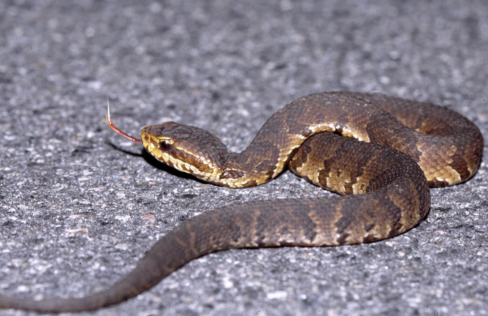 black baby cottonmouth
