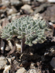 Oreonana vestita