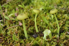 Entoloma incanum