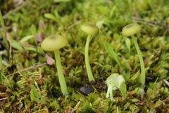 Entoloma incanum