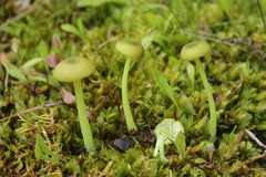 Entoloma incanum
