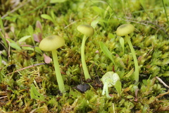 Entoloma incanum