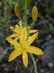 Bulbine favosa