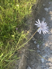 Scorzonera rosea
