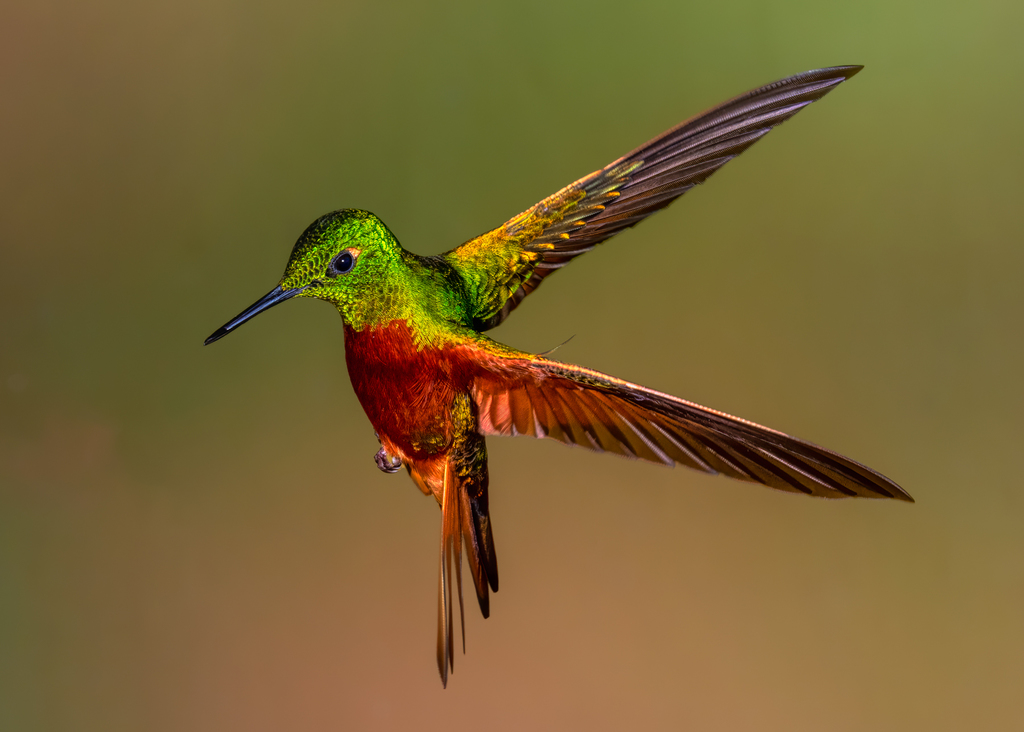 Chestnut-Breasted Coronet