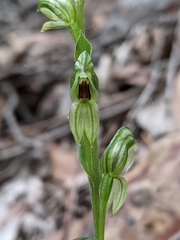 Pterostylis williamsonii