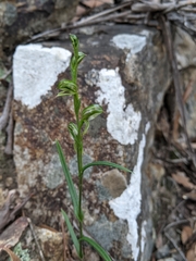 Pterostylis williamsonii