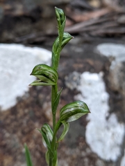 Pterostylis williamsonii