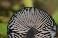 Entoloma serrulatum