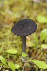 Entoloma serrulatum