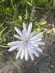Scorzonera rosea