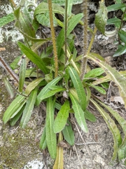 Crepis setosa