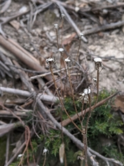 Crepis setosa