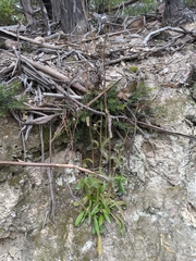 Crepis setosa