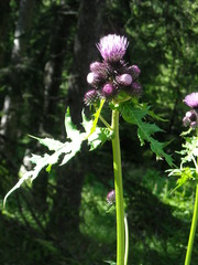 Cirsium alsophilum